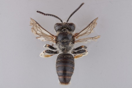 [Afrodasypoda plumipes male (dorsal/above view) thumbnail]